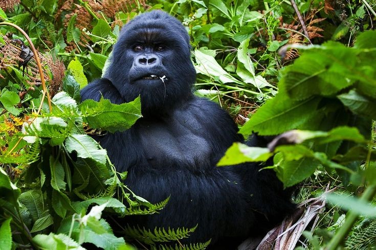 4 Days Gorilla trekking safari & Ishasha Tree Lions, wildlife safaris