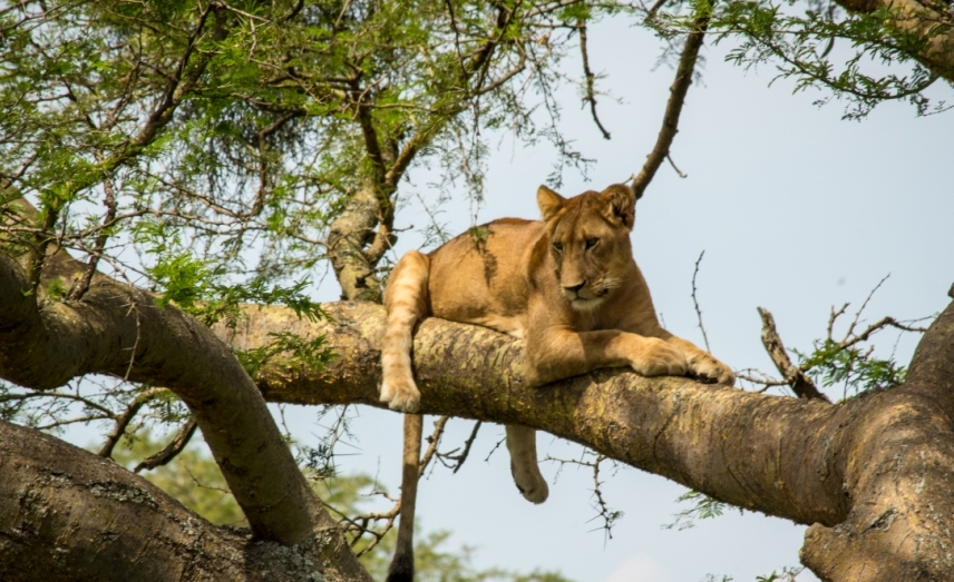 Uganda Wildlife and Gorilla Flying Safari, 7 Days Uganda Safari