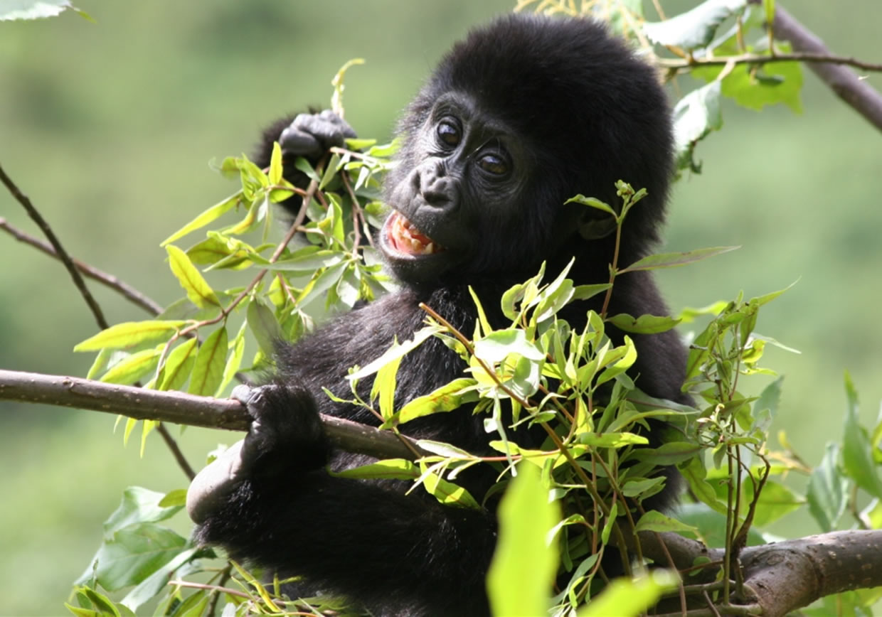 5 Days Gorilla Flying Safari & Batwa Cultural Experience in Bwindi