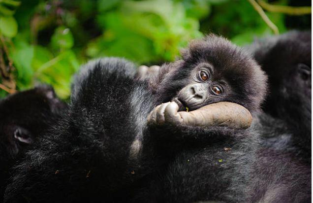 gorilla filming in uganda