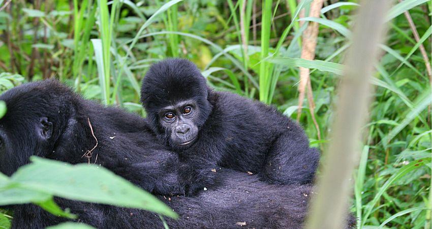 Trek Mountain Gorillas In Uganda