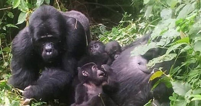 New Baby Gorilla Birth