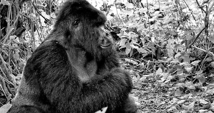 Gorilla & Chimpanzee Permits Discount Offer Extended