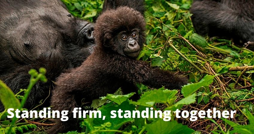 Travel Well Pledge-Standing Firm, Standing Together