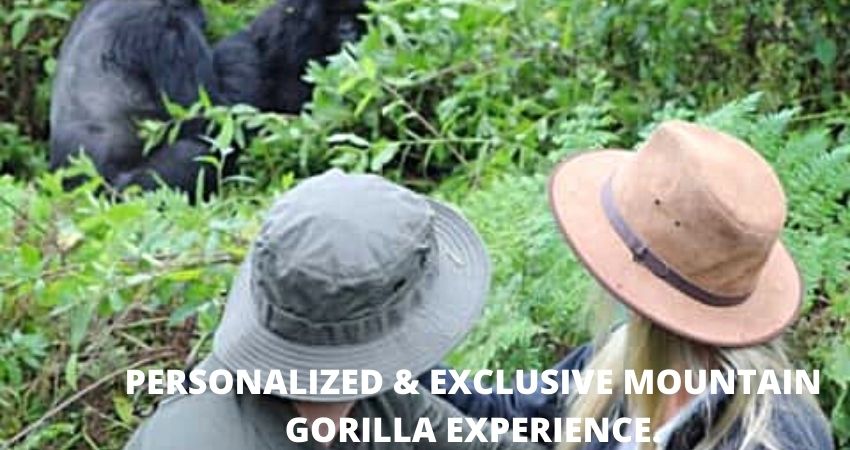 Exclusive Mountain Gorilla Experience