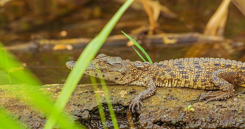 Wildlife Safari In Rwanda