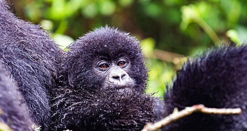 Latest Travel Updates For Tourists Arriving In Rwanda