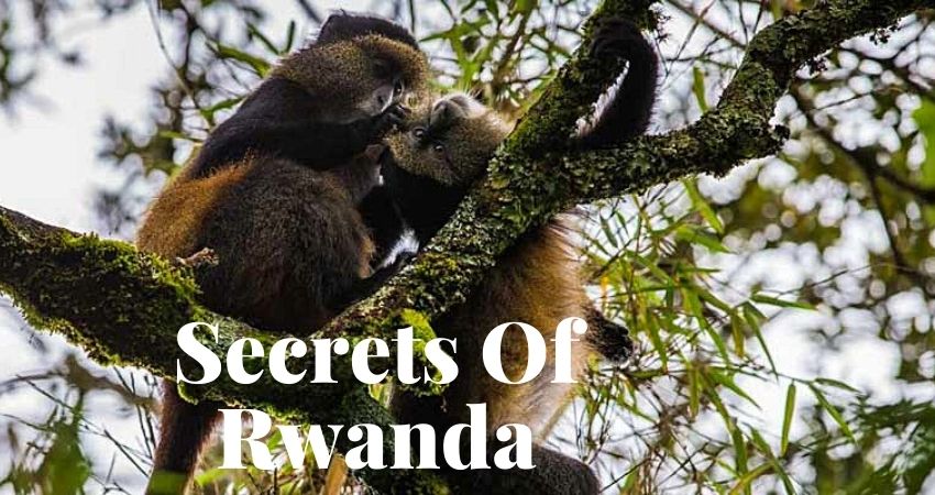 Wildlife Encounters In Rwanda