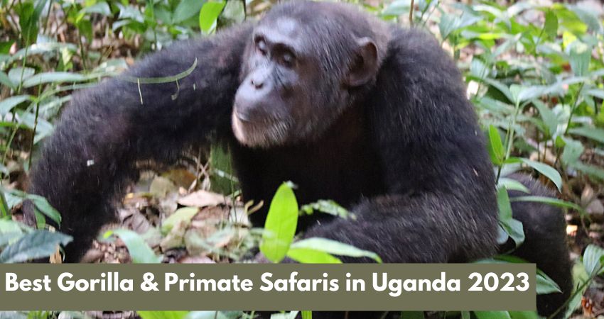 Gorilla & Primate Safaris In Uganda