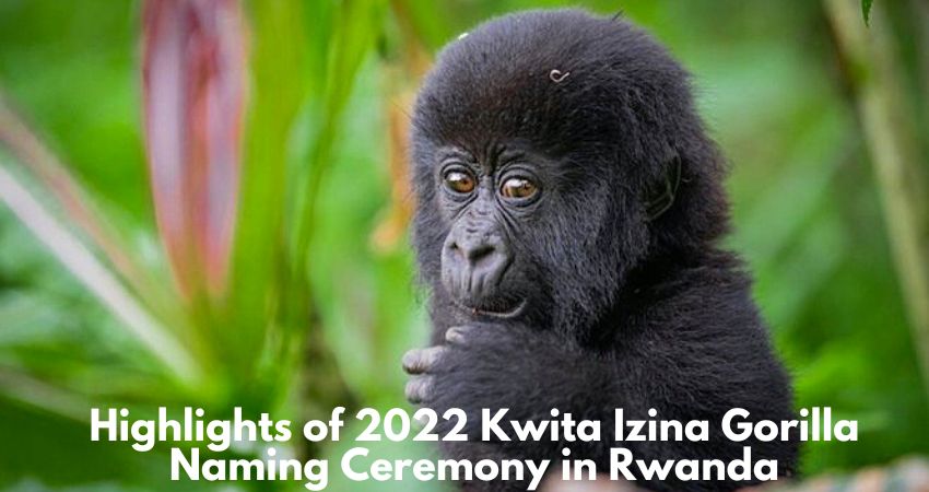 Highlights Of 2022 Kwita Izina Gorilla Naming Ceremony In Rwanda