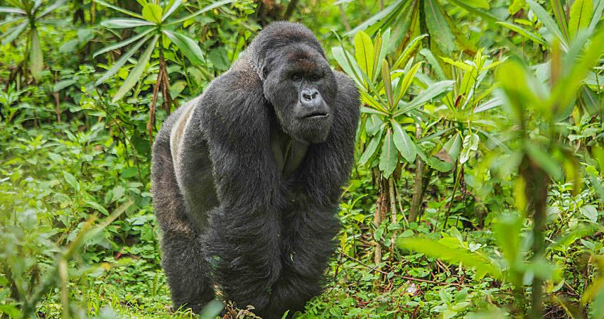 Luxury Safari In Uganda -Visiting Four Best Parks
