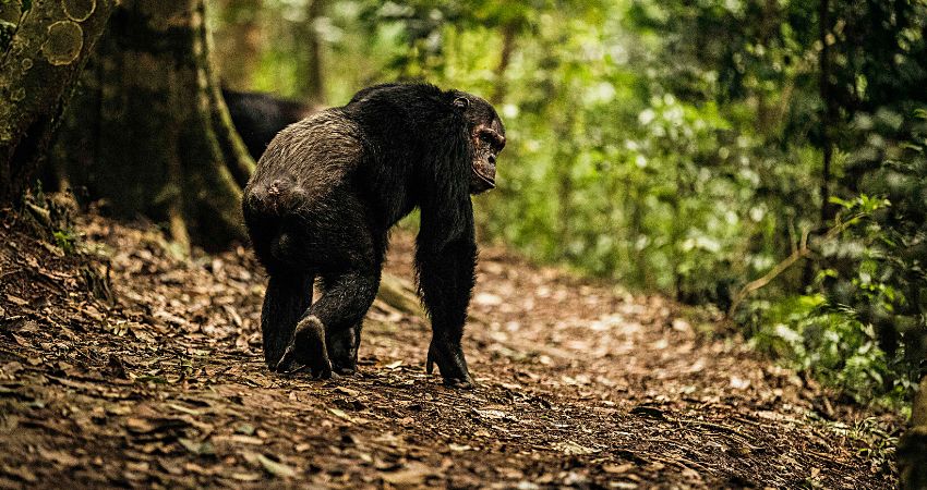 Luxury Gorilla, Chimpanzee & Wildlife Safari