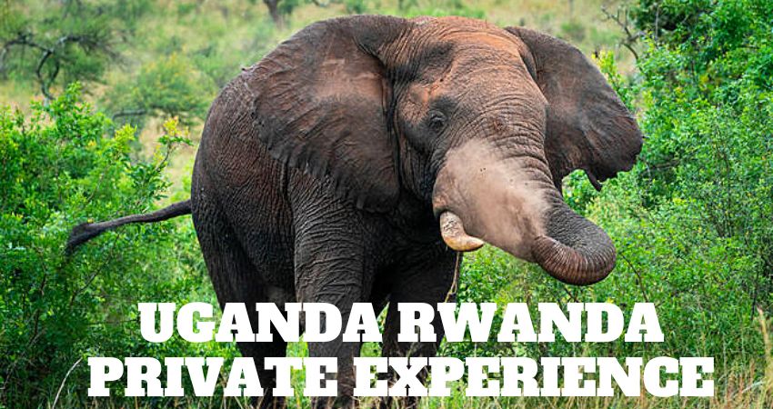 Uganda Rwanda Private Experience