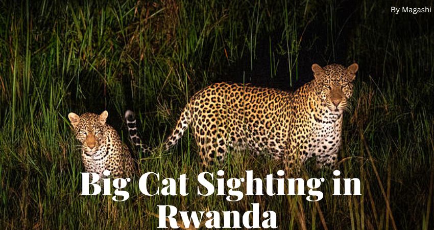 Immerse Yourself In The Wilderness And Beauty Of Rwanda