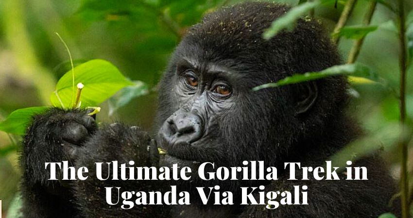 Gorilla Trek In Uganda