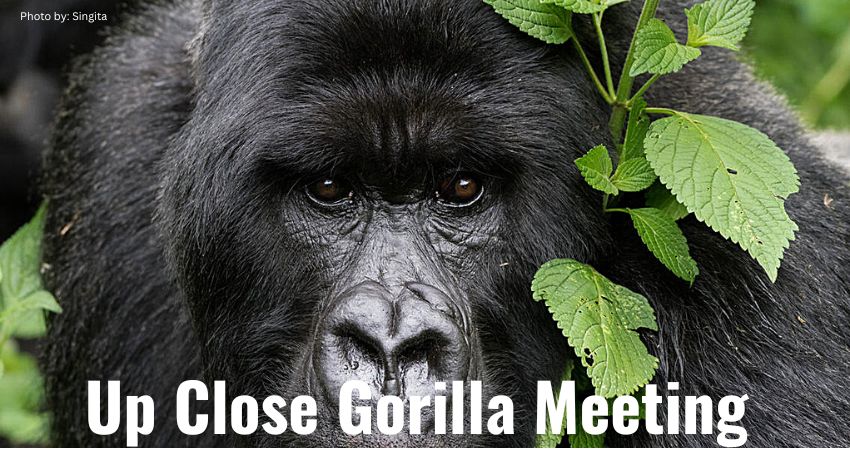 Meeting Mountain Gorillas