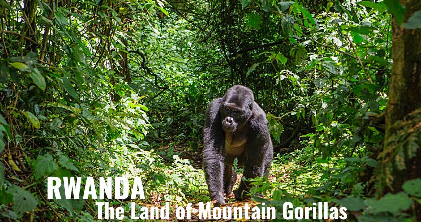The Land Of Mountain Gorillas Rwanda