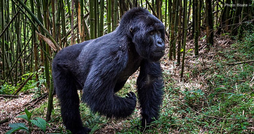 The Most Popular Gorilla Safari In Rwanda