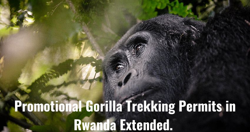 Promotional Gorilla Trekking Permits In Rwanda Extended