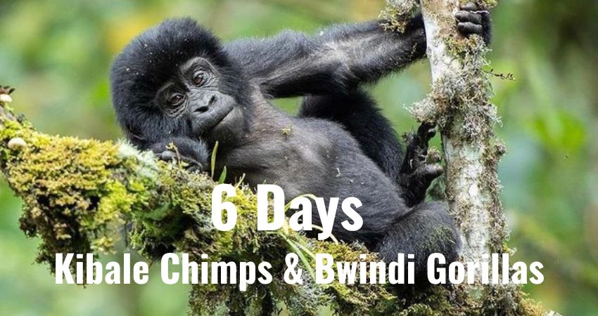 Chimps And Gorillas In Uganda