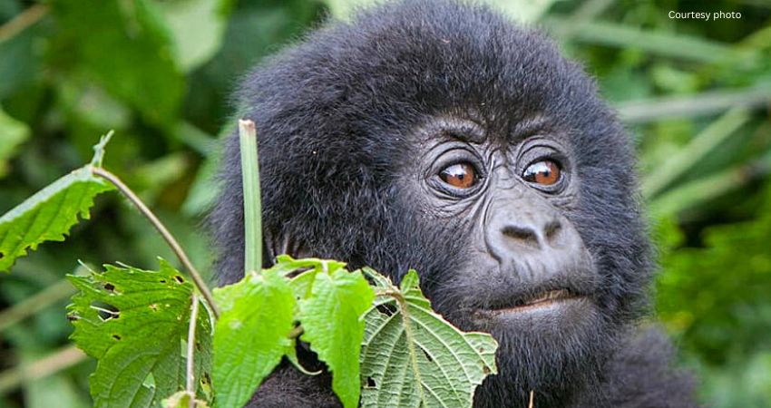 Go Gorilla Trekking In Rwanda