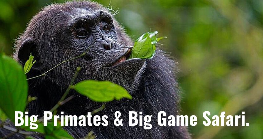 Chimps, Game Safari & Gorillas