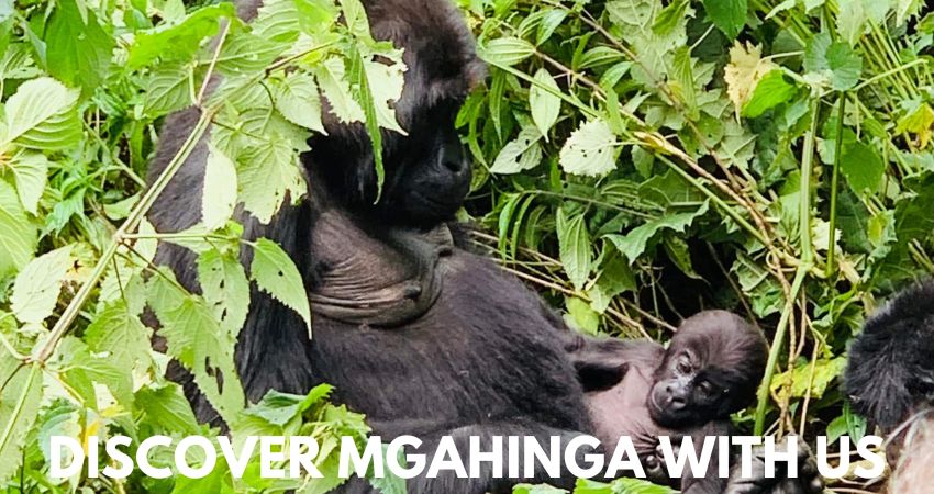 Gorilla Tracking In Mgahinga National Park