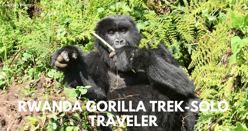 Gorilla Trekking For Solo Travelers In Rwanda