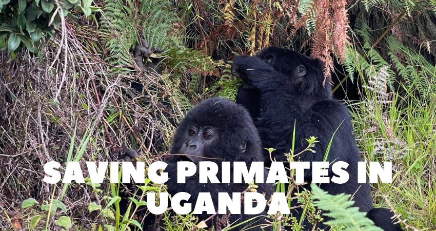 Primate Conservation In Uganda And Rwanda