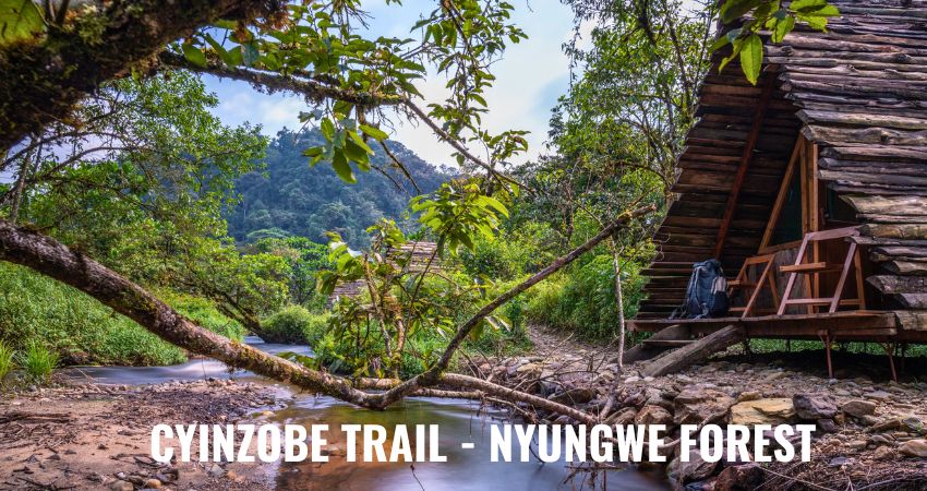 Cyinzobe Trail in Nyungwe Forest