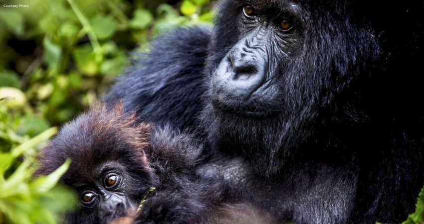 Best Gorillas Journeys in Rwanda