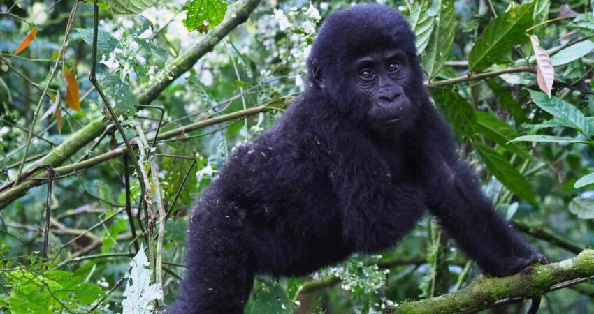 Gorilla Trekking Rwanda Or Uganda